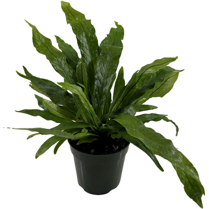 Crocodile Fern Starter Plant/4" Grower Pot