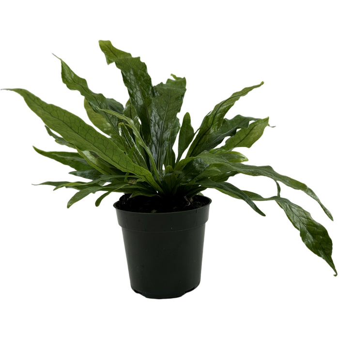 Crocodile Fern Starter Plant/4" Grower Pot