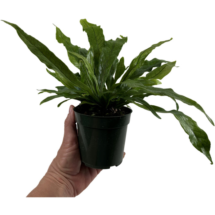 Crocodile Fern Starter Plant/4" Grower Pot