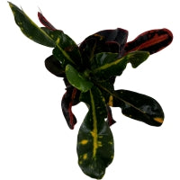 Croton Mammey 4" Grower Pot