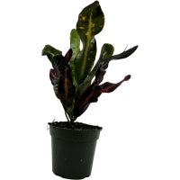 Croton Mammey 4" Grower Pot