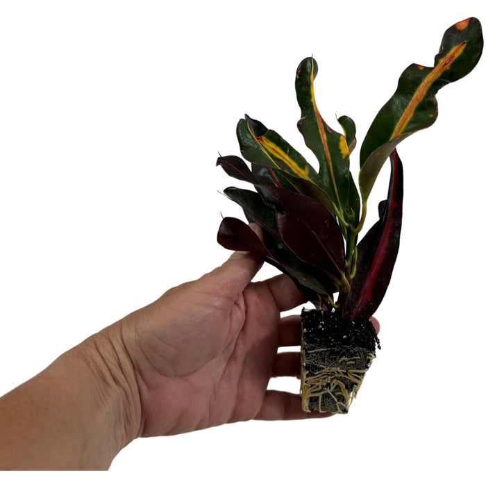 Croton Mammey Starter Plant