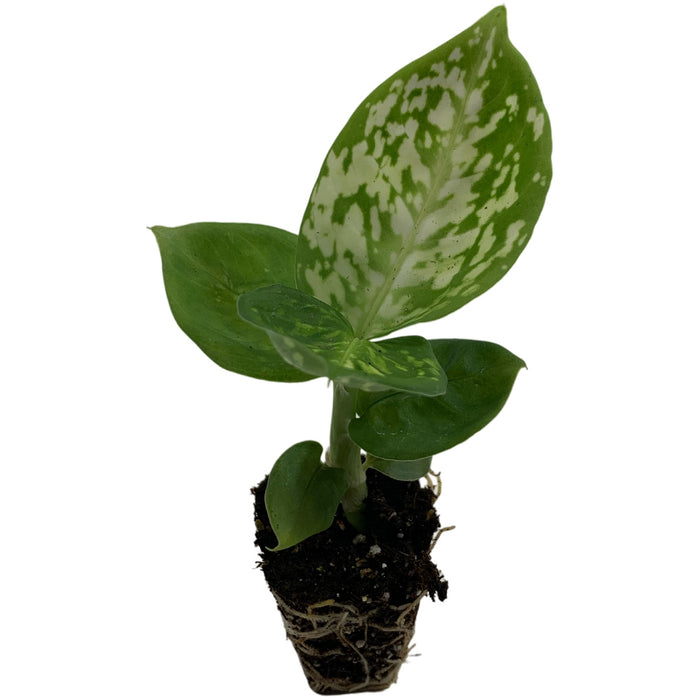 Dieffenbachia Reflector-Starter Plant or 4" Grower Pot