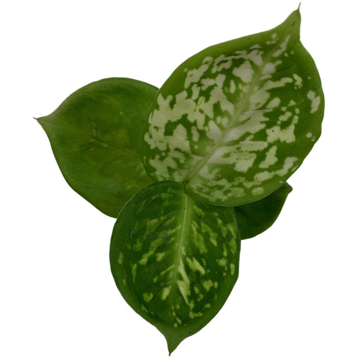 Dieffenbachia Reflector-Starter Plant or 4" Grower Pot