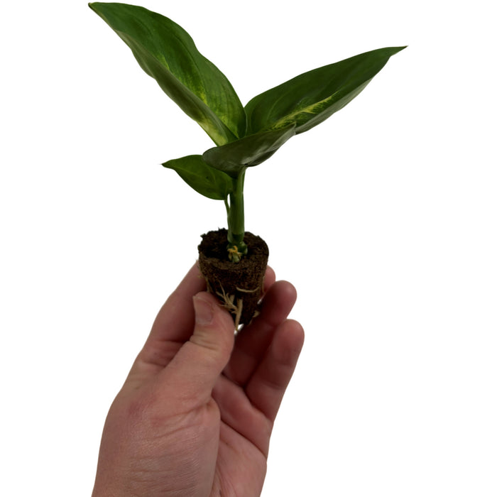 Dieffenbachia Tropic Marianne-Starter Plant or 4" Grower Pot