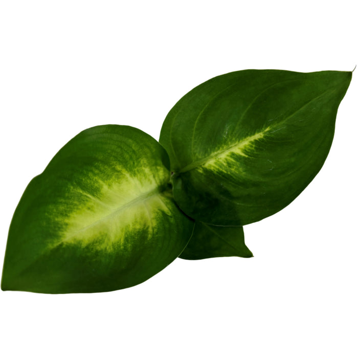 Dieffenbachia Tropic Marianne-Starter Plant or 4" Grower Pot