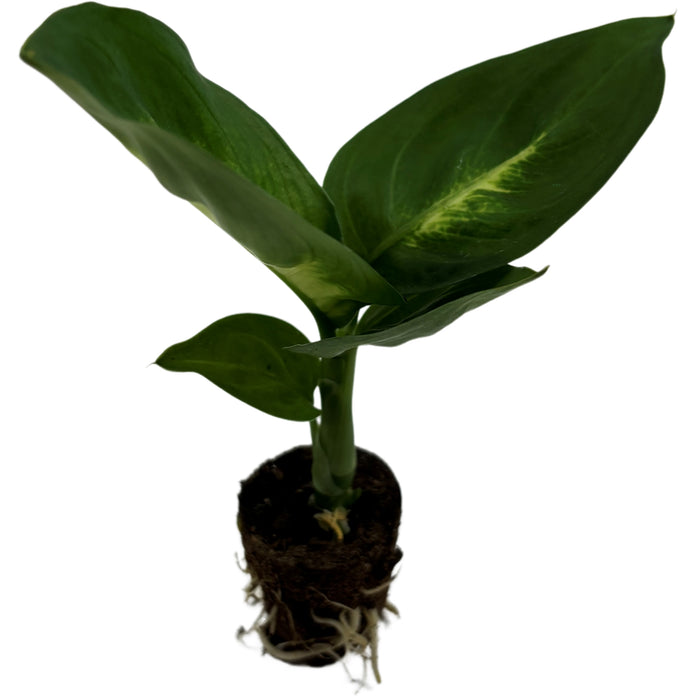 Dieffenbachia Tropic Marianne-Starter Plant or 4" Grower Pot