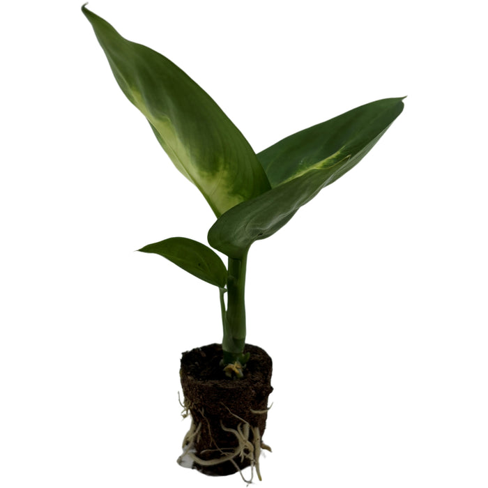 Dieffenbachia Tropic Marianne-Starter Plant or 4" Grower Pot