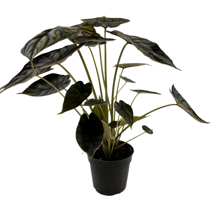 Alocasia Dragon Scale-Starter Plant or 4" Grower Pot