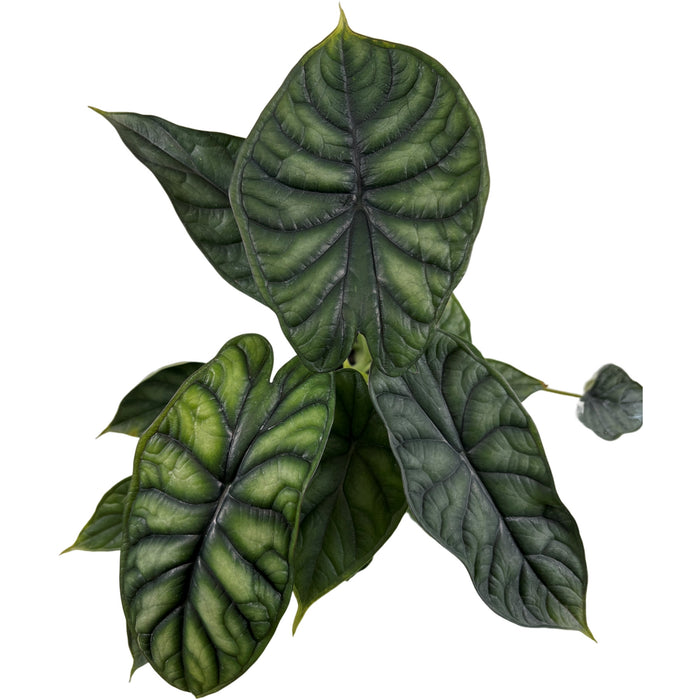 Alocasia Dragon Scale-Starter Plant or 4" Grower Pot