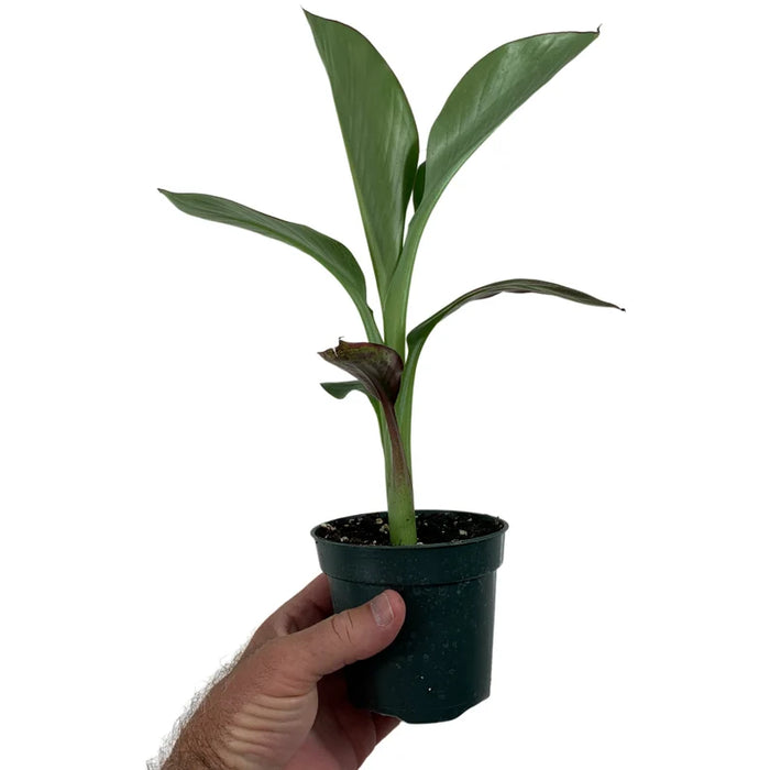 Ensete Maurelii Starter Plant or 4" Grower Pot