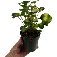 Farfugium Firefly-Starter Plant / 4" Grower Pot