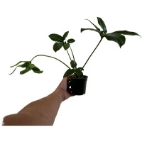 Philodendron Goeldii-Starter Plant or 4" Grower Pot