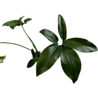 Philodendron Goeldii-Starter Plant or 4" Grower Pot