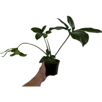 Philodendron Goeldii-Starter Plant or 4" Grower Pot