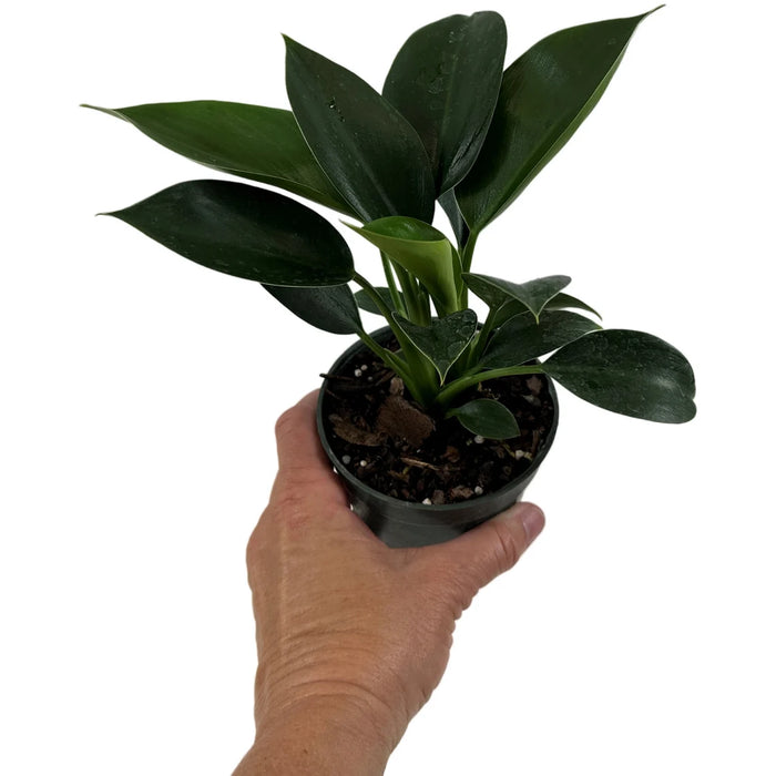 Philodendron Green Princess Starter Plant or 4" Grower Pot or 6" Grower Pot