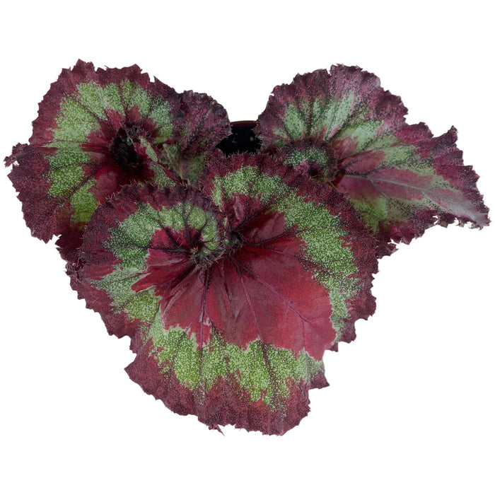 Harmony Begonia Jaded Heart 4" Grower Pot