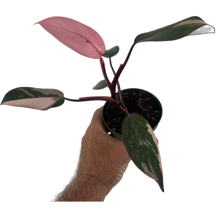 Philodendron Pink  or White Princess-4" Grower pot  or 6"  Pink Princess Grower Pot