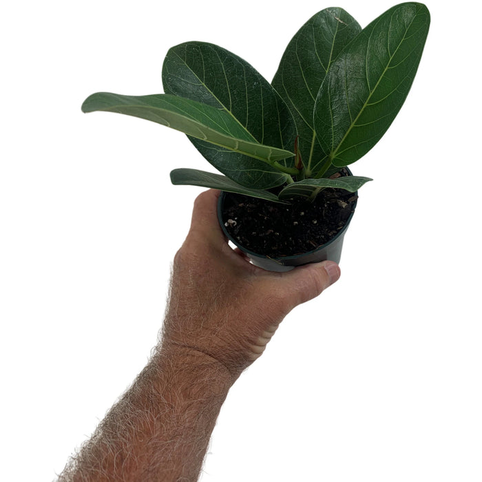 Ficus Audrey- Starter Plant/ 4" Grower Pot