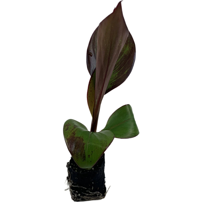 Ensete Maurelii Starter Plant or 4" Grower Pot