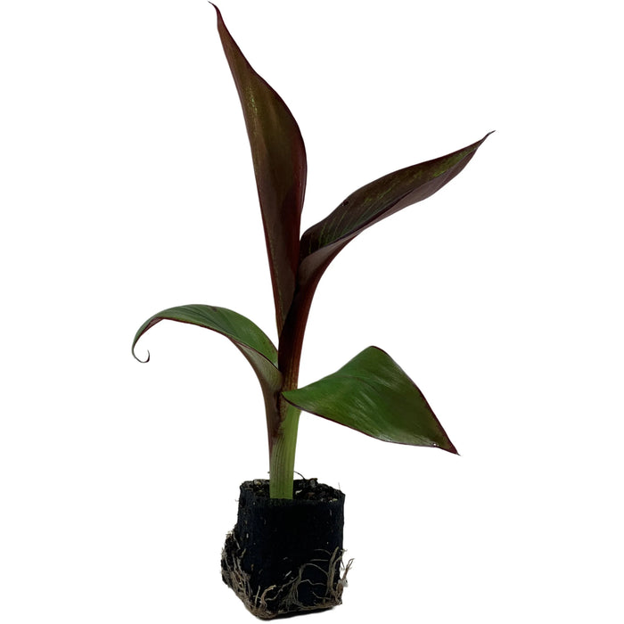 Ensete Maurelii Starter Plant or 4" Grower Pot