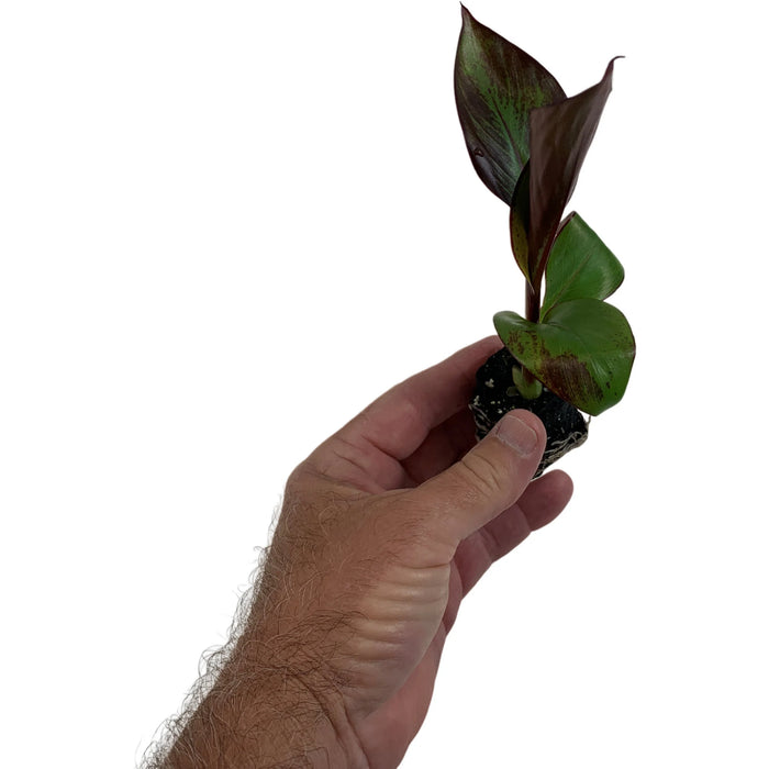 Ensete Maurelii Starter Plant or 4" Grower Pot