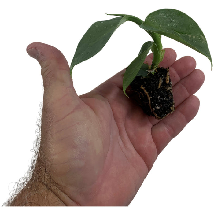 Philodendron Hastatum - Silver Sword-Starter Plant/4" Grower Pot