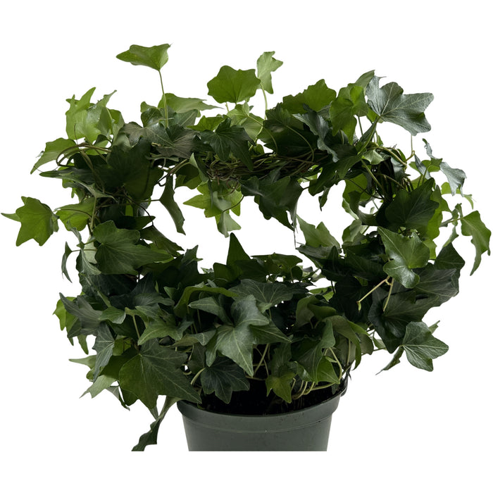 Green Ivy Heart-6" Grower Pot