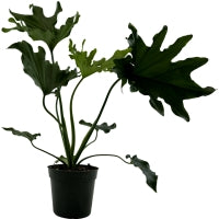 Philodendron Lickety Split- Starter Plant or 4" Grower Pot