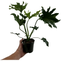 Philodendron Lickety Split- Starter Plant or 4" Grower Pot