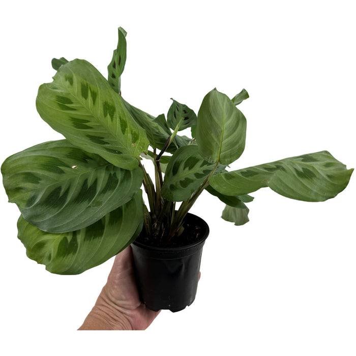 Maranta " Lemon Lime"- 4" Grower Pot