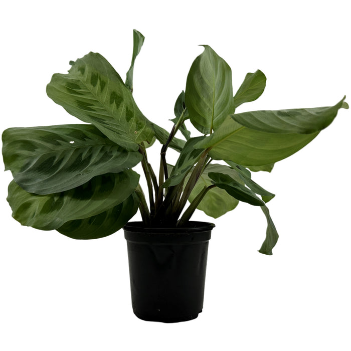 Maranta " Lemon Lime"- 4" Grower Pot