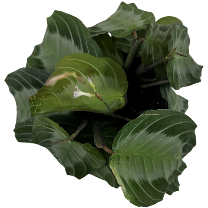 Maranta Silver Band- 4" Grower Pot