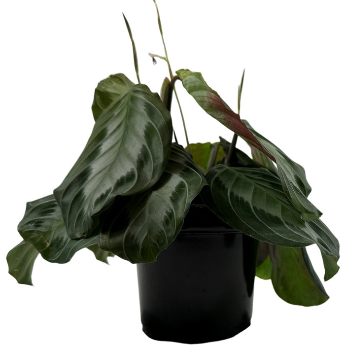 Maranta Silver Band- 4" Grower Pot