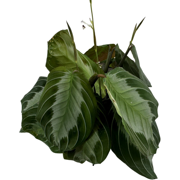 Maranta Silver Band- 4" Grower Pot