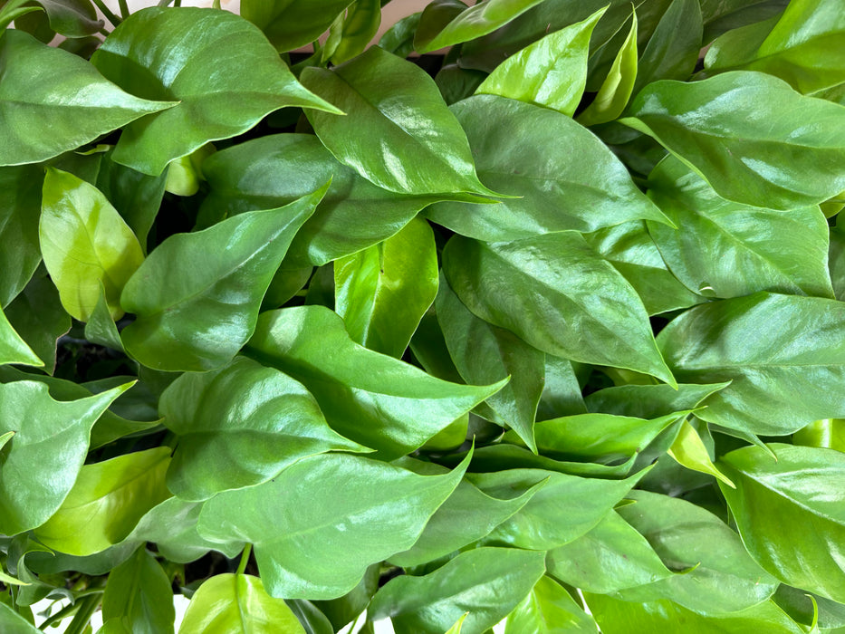 Monstera Minima " Ginny"-Starter Plant or 4" Grower Pot