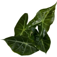 Alocasia Morocco- Starter Plant or 4" Grower Pot