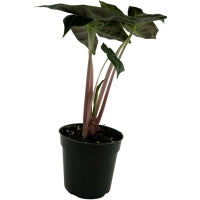 Alocasia Morocco- Starter Plant or 4" Grower Pot