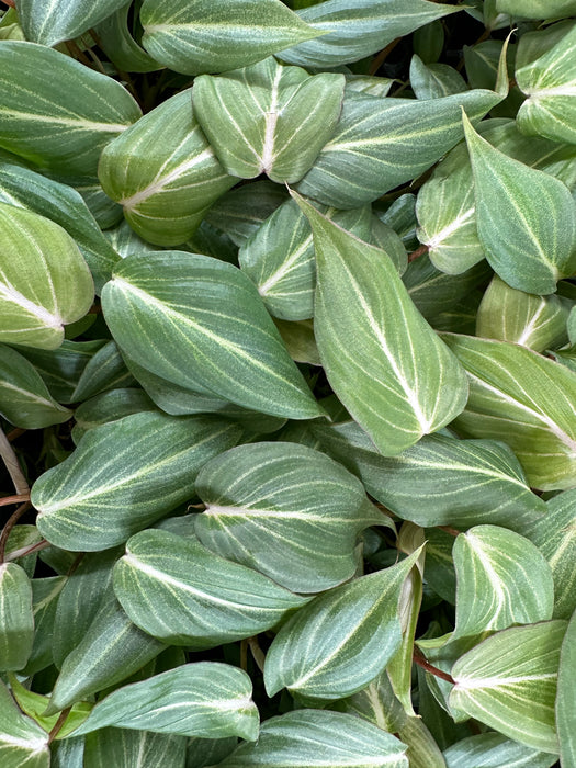 Philodendron Gloriosum- Starter Plant/4" Grower Pot