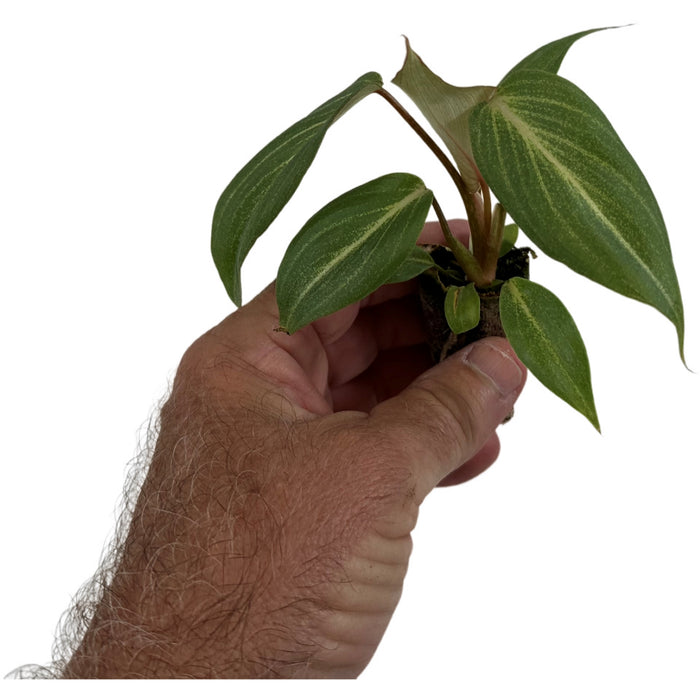 Philodendron Gloriosum- Starter Plant/4" Grower Pot