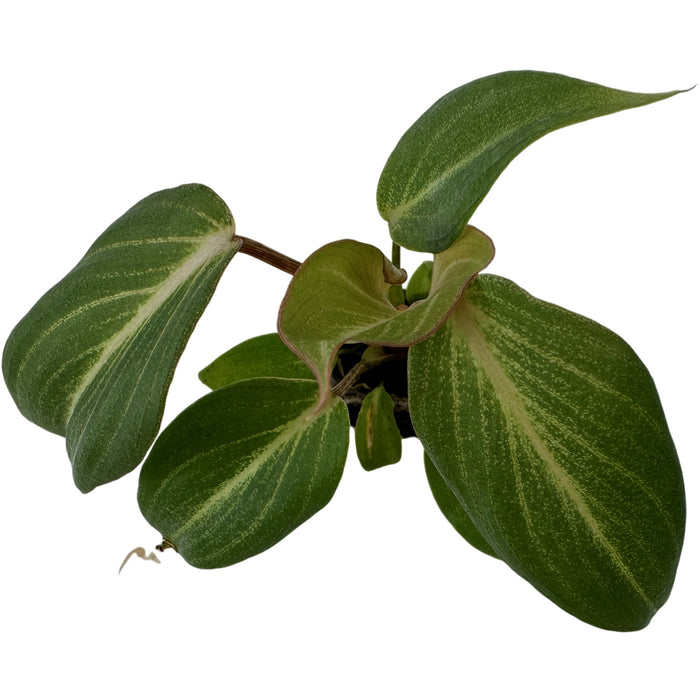 Philodendron Gloriosum- Starter Plant/4" Grower Pot