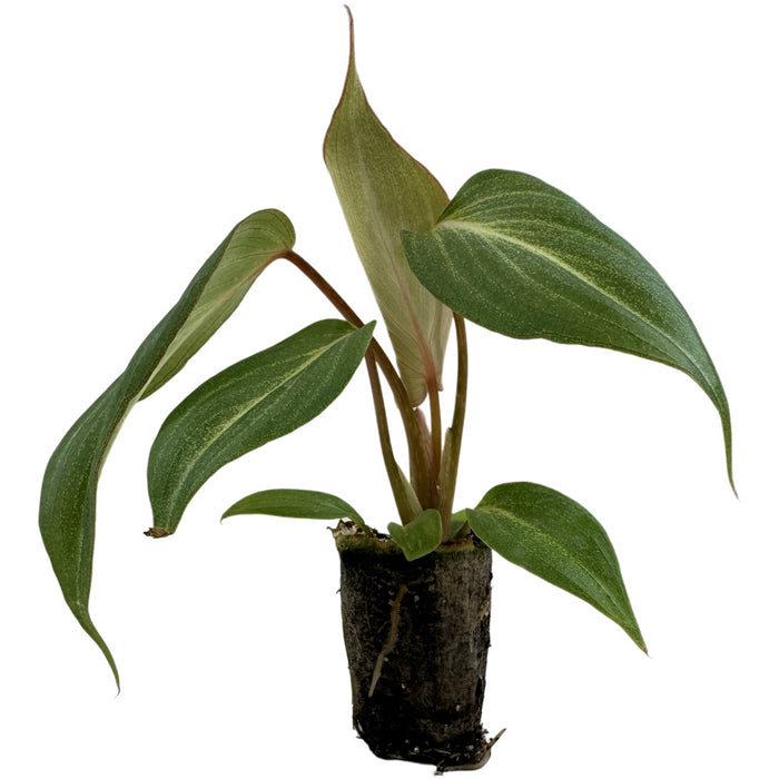 Philodendron Gloriosum- Starter Plant/4" Grower Pot