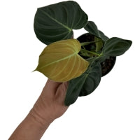 Philodendron Black Gold Starter Plant or 4" Grower Pot