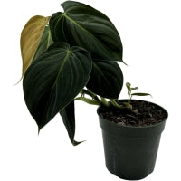 Philodendron Black Gold Starter Plant or 4" Grower Pot