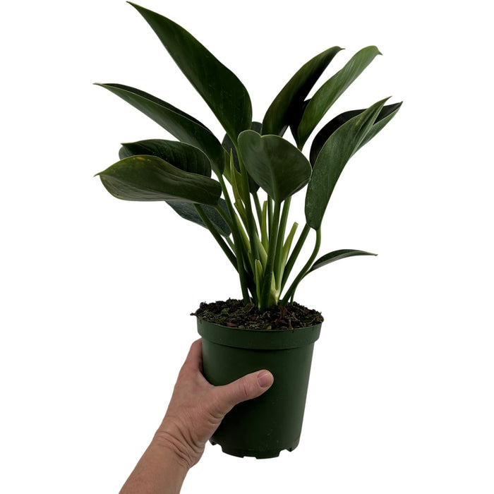 Philodendron Green Princess Starter Plant or 4" Grower Pot or 6" Grower Pot