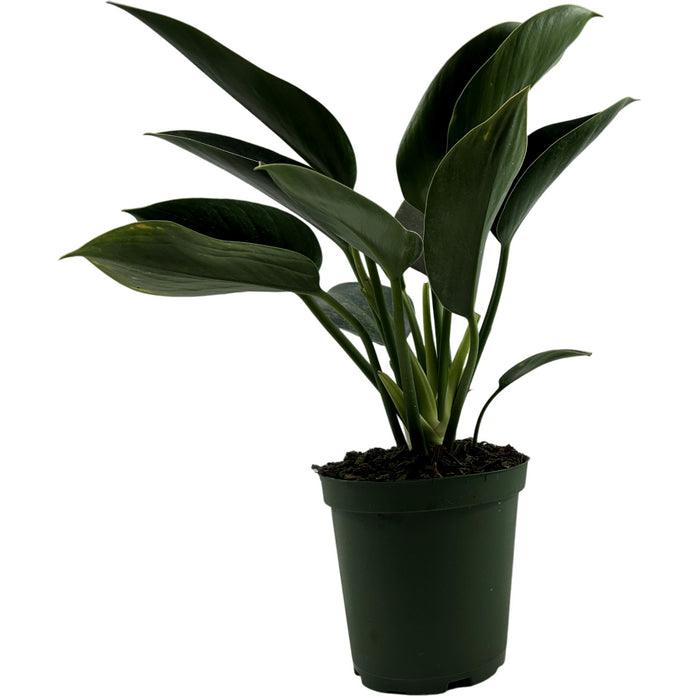 Philodendron Green Princess Starter Plant or 4" Grower Pot or 6" Grower Pot