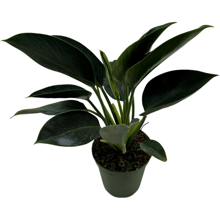 Philodendron Green Princess Starter Plant or 4" Grower Pot or 6" Grower Pot