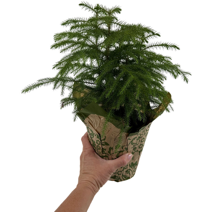 Norfolk Island Pine - 6" Grower Pot with Holiday Slip Cover