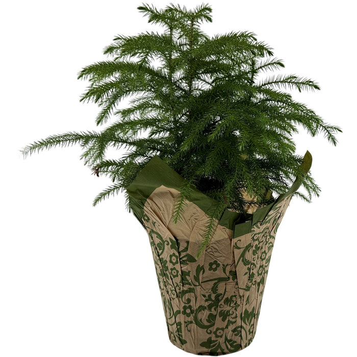 Norfolk Island Pine - 6" Grower Pot with Holiday Slip Cover