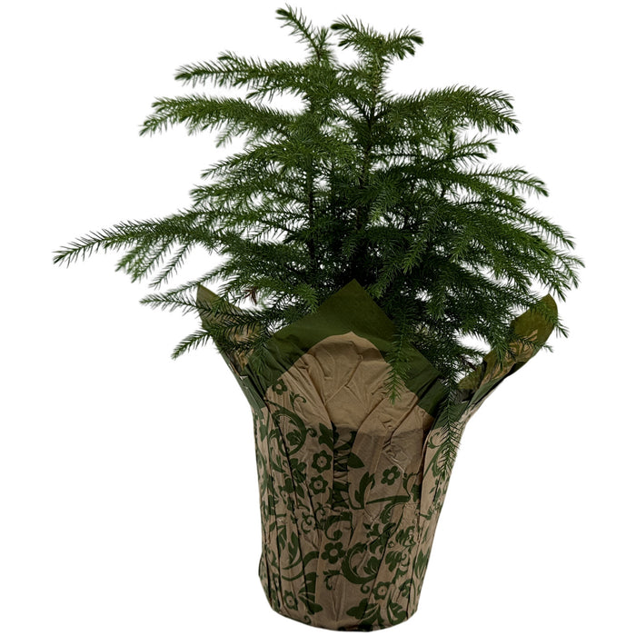 Norfolk Island Pine - 6" Grower Pot with Holiday Slip Cover